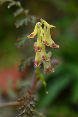 Corydalis ophiocarpa