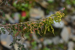 Corydalis ophiocarpa