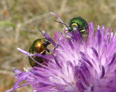 Cryptocephalus sericeus