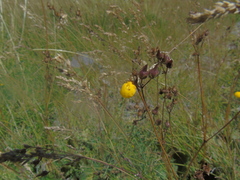 Calceolaria filicaulis
