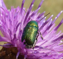 Cryptocephalus sericeus