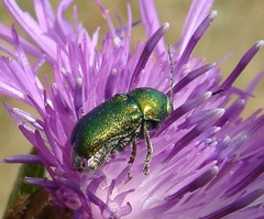Cryptocephalus sericeus