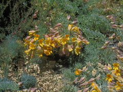 Tropaeolum polyphyllum
