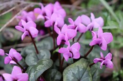 Cyclamen coum