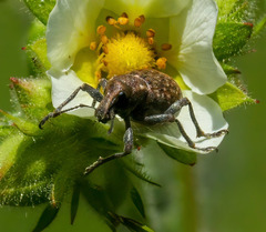 Trichalophus alternatus