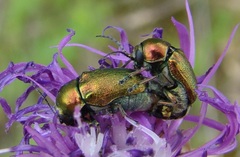 Cryptocephalus sericeus