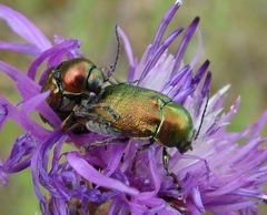 Cryptocephalus sericeus