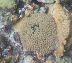 Porites astreoides