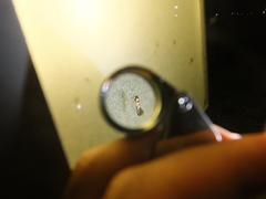Phyllonorycter lonicerae