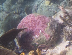 Culcita novaeguineae