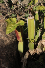 Cissus quadrangularis