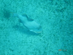 Pseudobalistes flavimarginatus