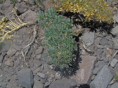 Tropaeolum polyphyllum