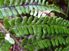 Dryopteris affinis