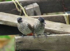 Pycnonotus cafer