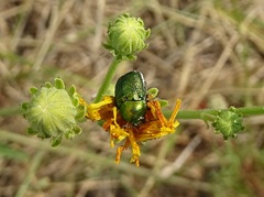 Cryptocephalus sericeus