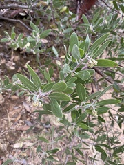 Arctostaphylos pungens