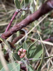 Arctostaphylos pungens