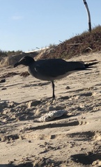 Leucophaeus fuliginosus