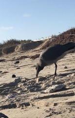 Leucophaeus fuliginosus