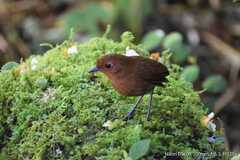 Grallaria saturata
