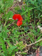 Papaver rhoeas image