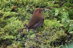 Grallaria saturata