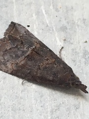 Hypena scabra