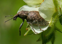Trichalophus alternatus