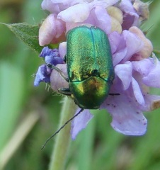 Cryptocephalus sericeus