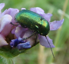 Cryptocephalus sericeus