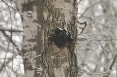 Inonotus obliquus sterilis