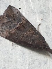 Hypena scabra