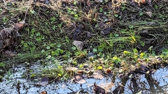 Hydrocotyle umbellata