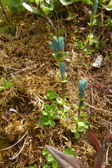 Gentiana glauca