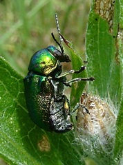 Cryptocephalus sericeus
