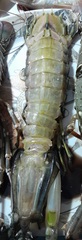Oratosquilla