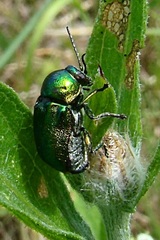 Cryptocephalus sericeus
