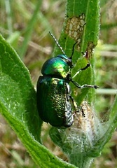 Cryptocephalus sericeus