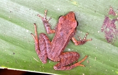 Pristimantis achatinus