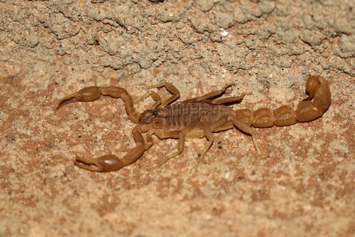 Eastern Nomad Scorpion (Hottentotta trilineatus) · iNaturalist