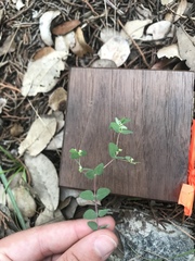 Euphorbia villifera