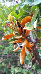 Puccinia magellanica