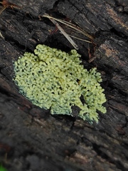 Myxomycetes