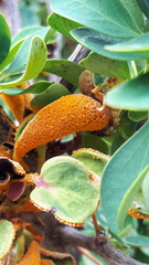 Puccinia magellanica