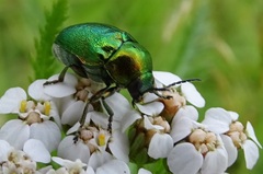 Cryptocephalus sericeus