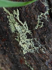 Myxomycetes