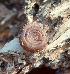 Helicodonta obvoluta