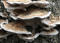 Trametes versicolor