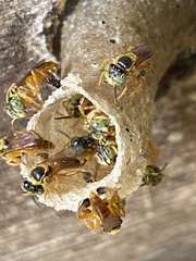 Tetragonisca fiebrigi